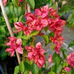 Orange Tanglong Bougainvillea