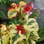 Royal Dauphine Bougainvillea