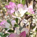 Silver Leaf Thai Delight Bougainvillea