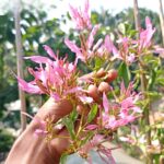 Bougainvillea Spider Plant