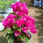 Veera Deep Purple Bougainvillea