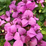 Bougainvillea HB Singh Plant
