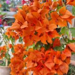 Bougainvillea Fire Opal Plant
