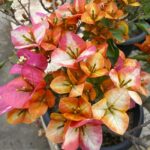 Bougainvillea Golden Sunshine