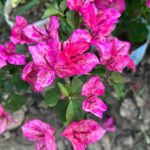 Bougainvillea Kristina