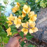 Bougainvillea Monalisa Yellow