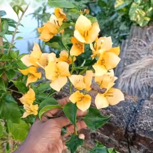 Bougainvillea Monalisa Yellow