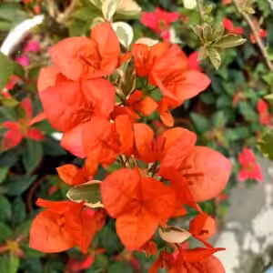 Bougainvillea Orange Wonder