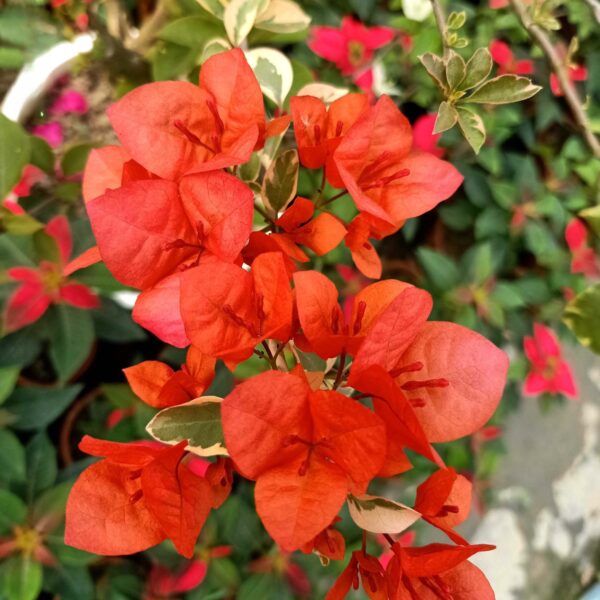 Unboxgreen bougainvillea orange wonder
