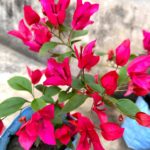 Bougainvillea Palekar Plant