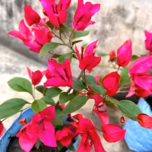 Bougainvillea Palekar Plant