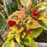 Bougainvillea Red Wonder Plant