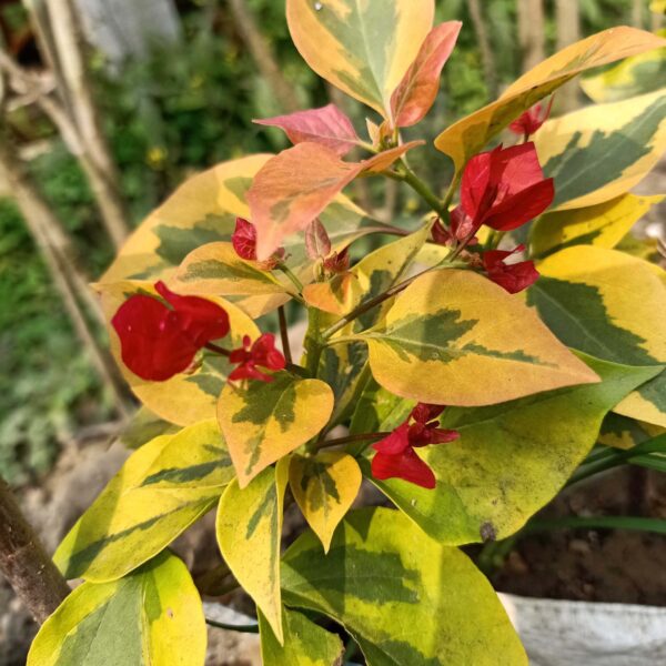 Unboxgreen bougainvillea red wonder