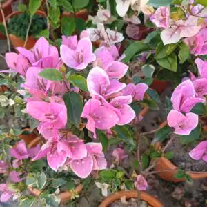 Bougainvillea Splash