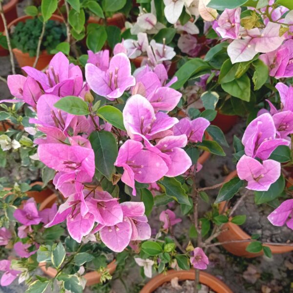 Unboxgreen bougainvillea splash