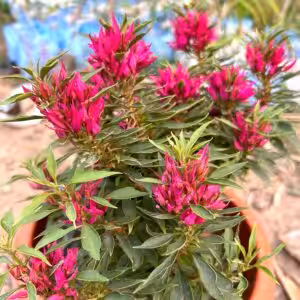 Bougainvillea Torch Butterfly Plant