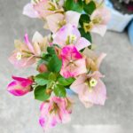 Wajid Ali Shah Bougainvillea