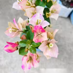 Wajid Ali Shah Bougainvillea