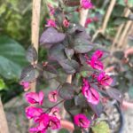 Bougainvillea Black Maria