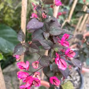 Bougainvillea Black Maria