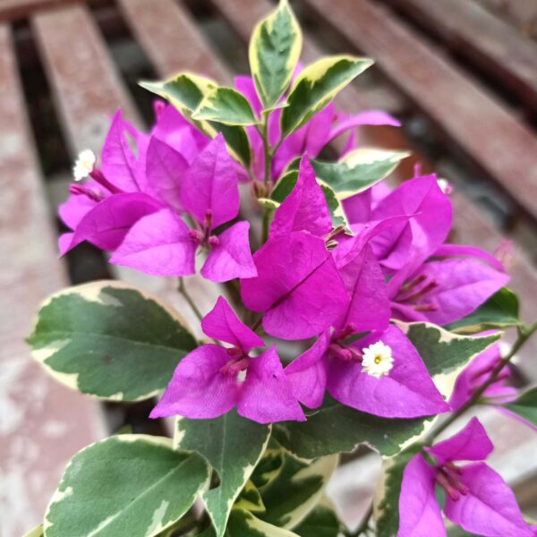 Unboxgreen Bougainvillea Blueberry Ice