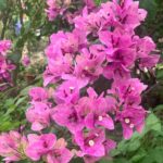 Bougainvillea Violet September