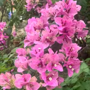 Bougainvillea Violet September