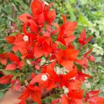 Red Flame Bougainvillea