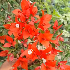 Red Flame Bougainvillea