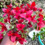 VF Ruby Bougainvillea Plant