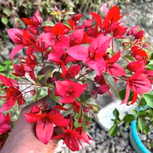 VF Ruby Bougainvillea Plant