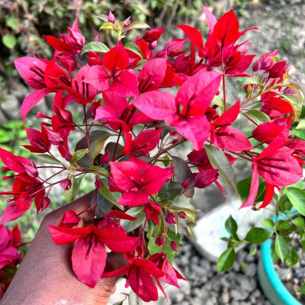 Unboxgreen VF Ruby Bougainvillea